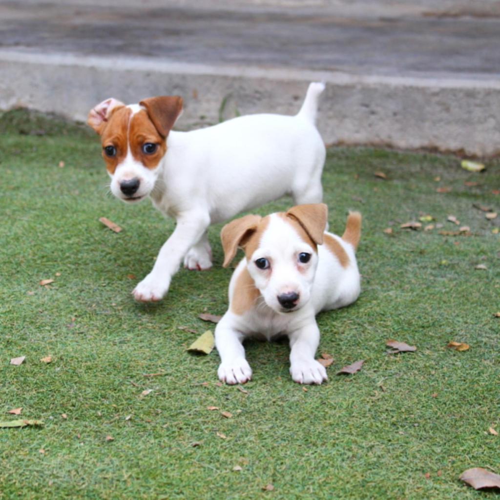 Cachorras Jack Russell terrier patas cortas