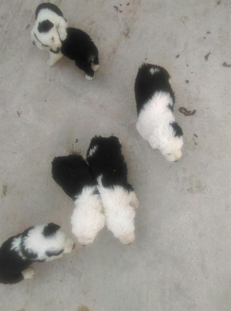 Cachorritos Bobtail Pastor Ingles Ovejer