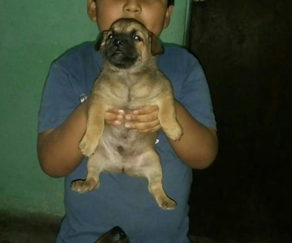 Cachorro Adopcion