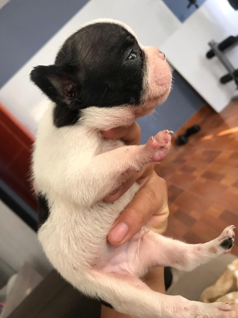 Cachorro Bulldog Frances