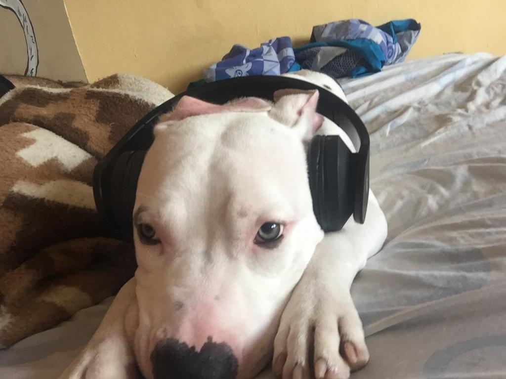 Cachorro Pitbull de 7 Meses Y Semana