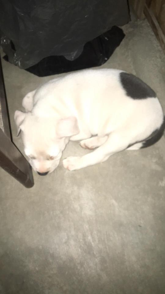 Cachorro pitbull macho