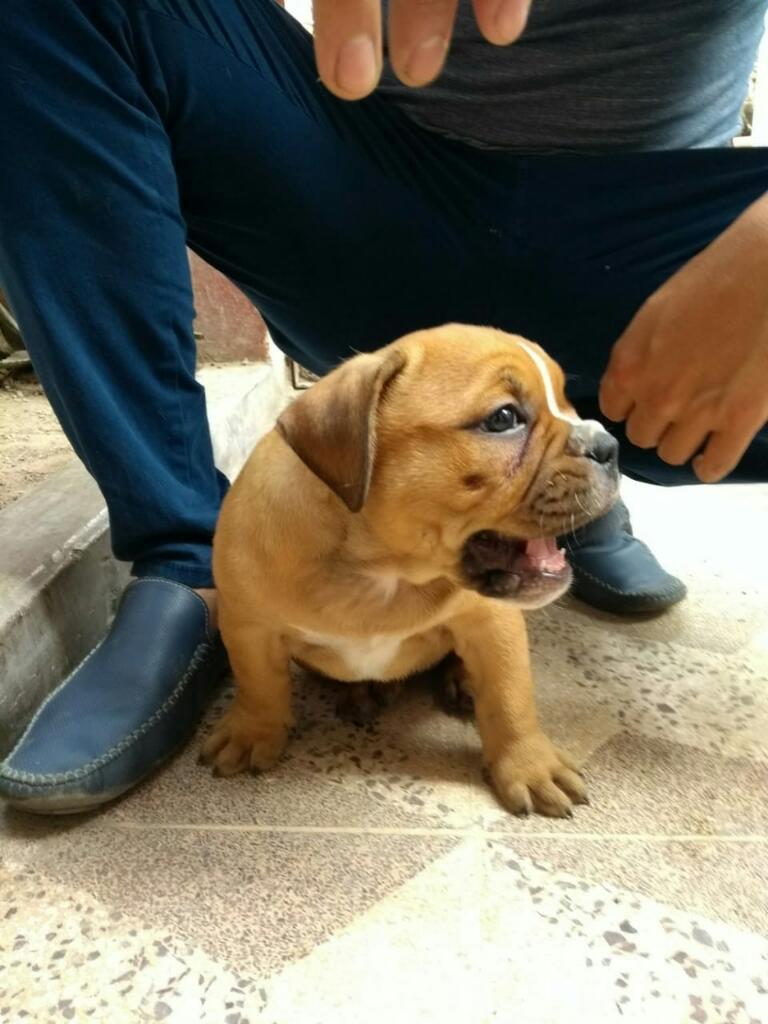 Cachorros American Bully