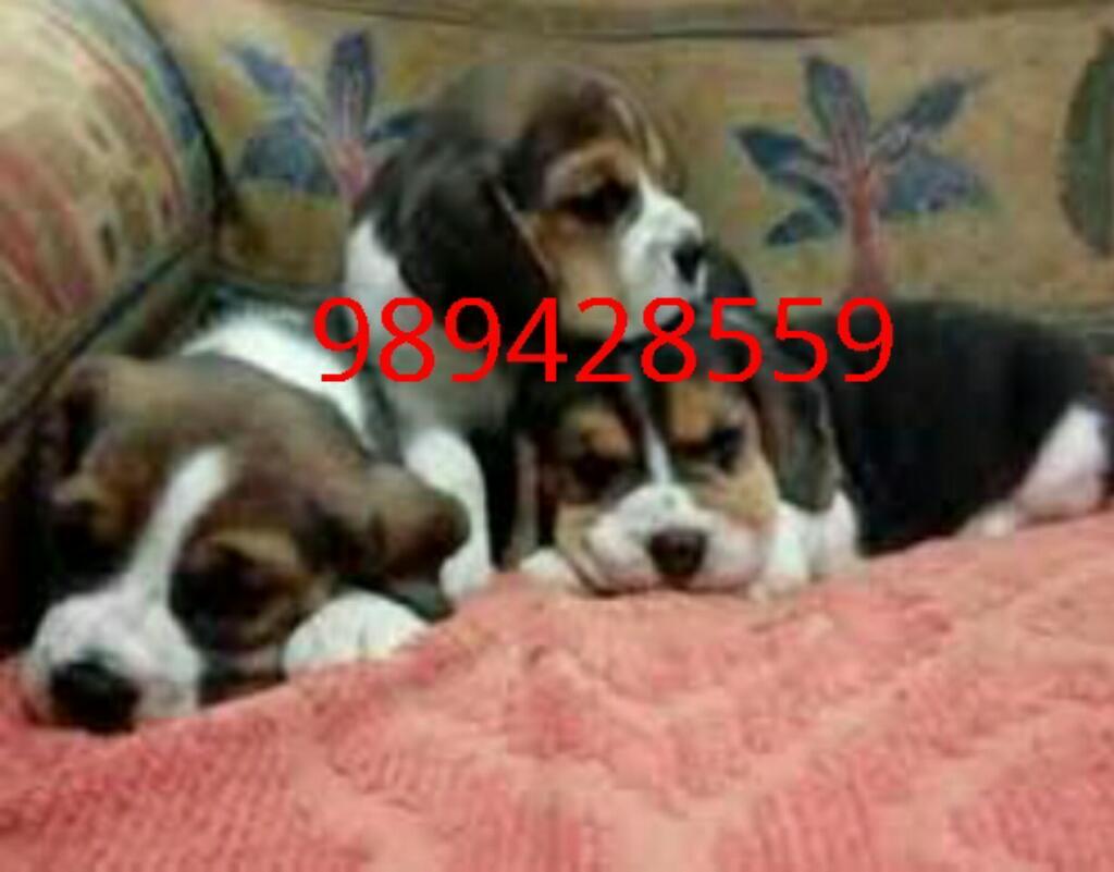 Cachorros Beagle Hermosos