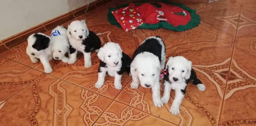 Cachorros Bobtail ovejero