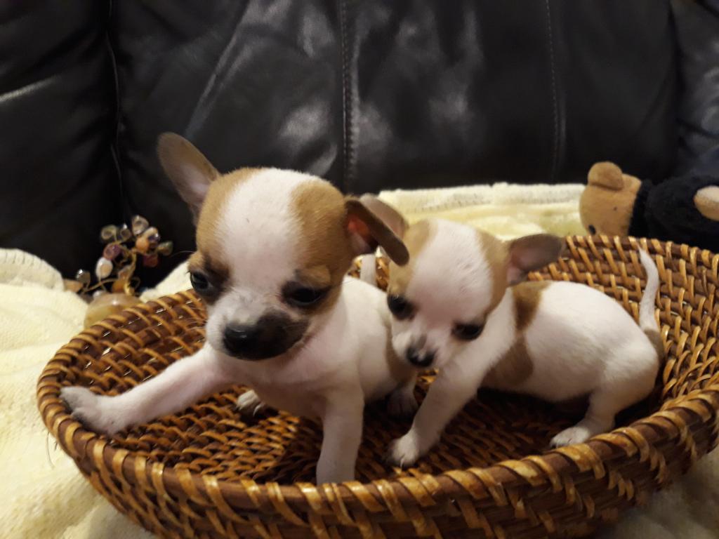 Cachorros Chihuahuas Miniii Toy Motitas