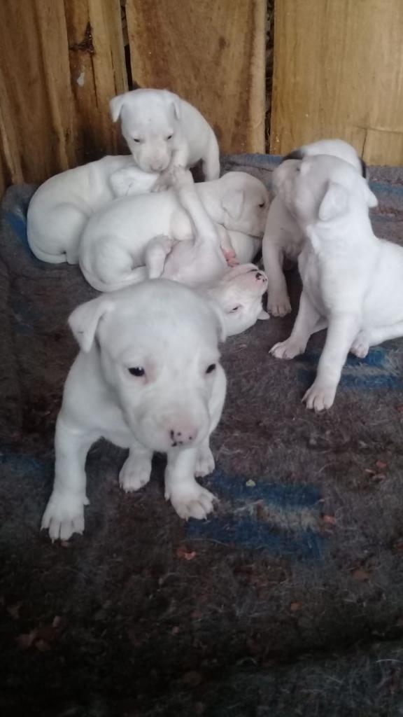 Cachorros Dogo Argentino