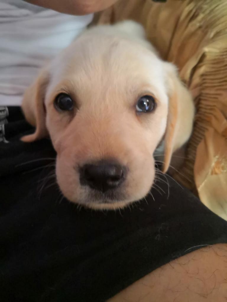 Cachorros Labrador