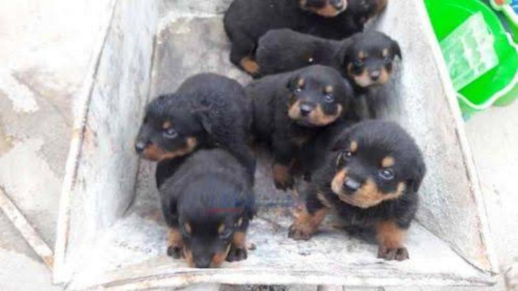 Cachorros Rotweiler