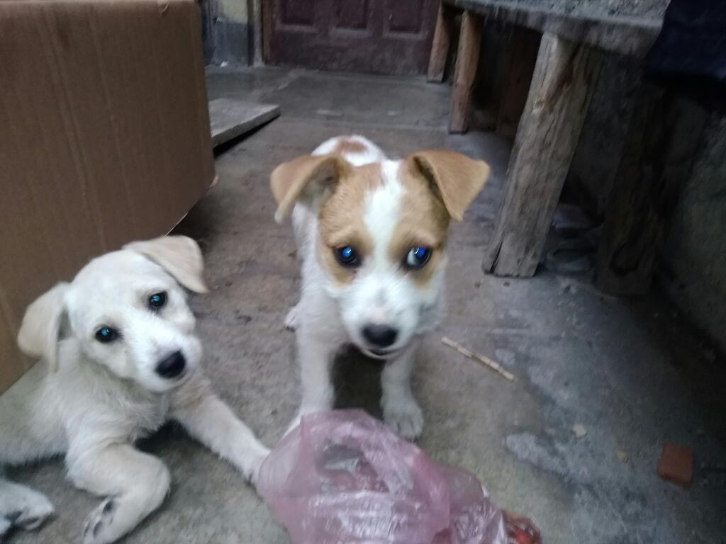 Cachorros en Adopción