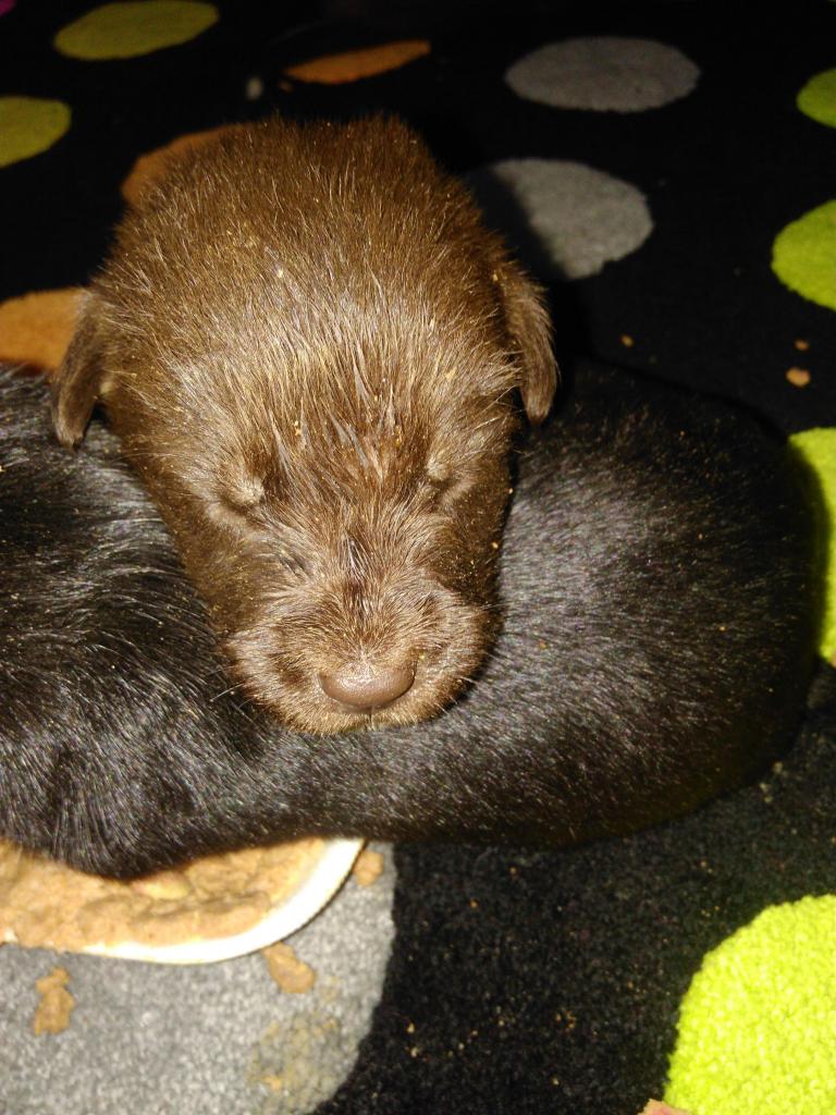 Cachorros labradores
