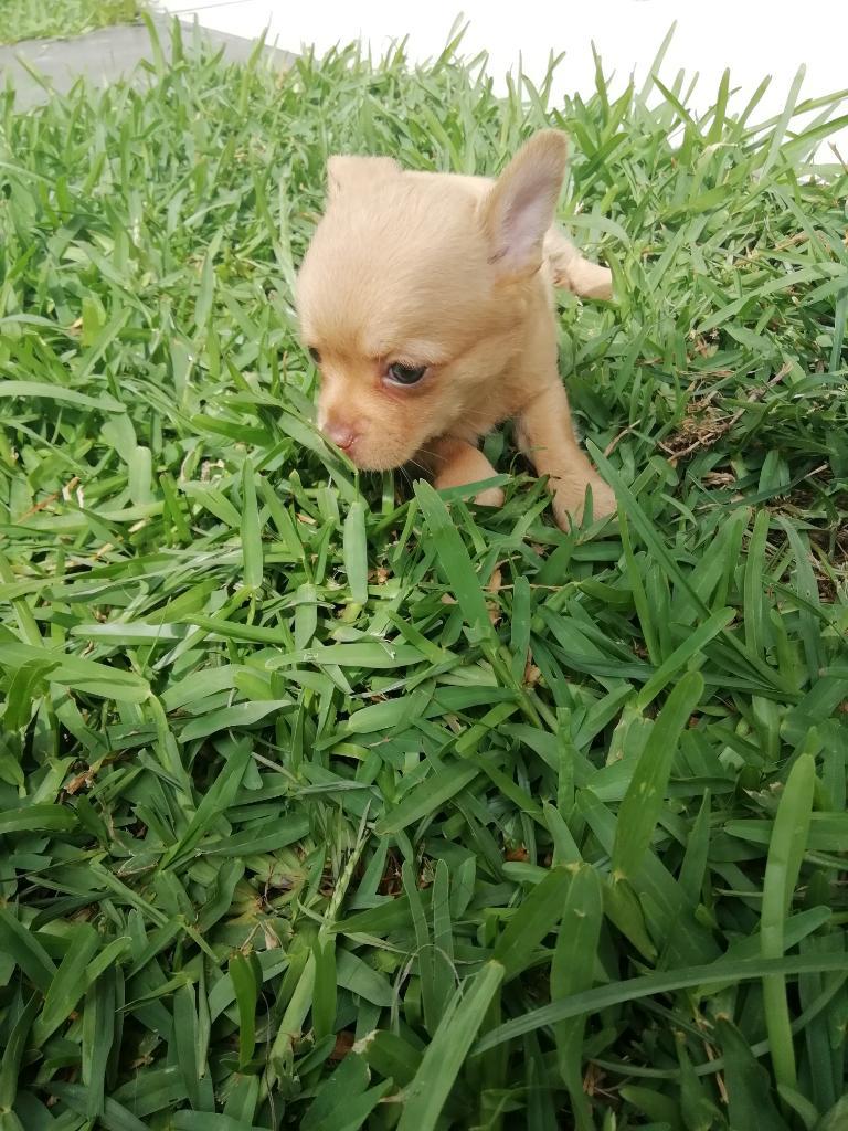 Chihuahua Hembra