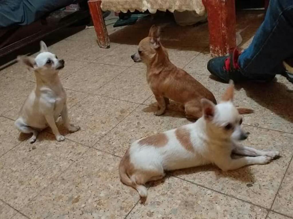 Chihuahua Minitoy de kg Busca Novia