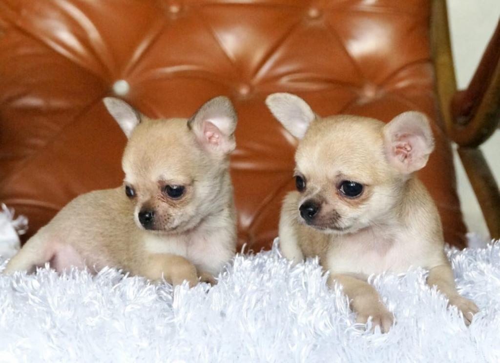 Chihuahuas Cabeza de Manzana