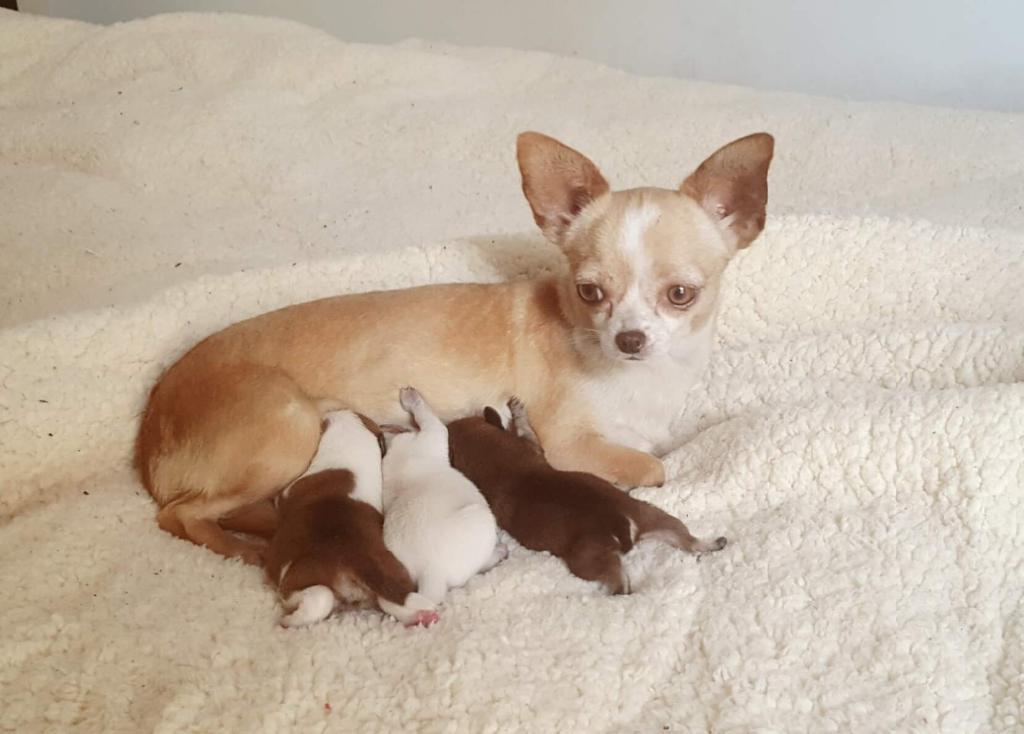 Chihuahuas Cachorros para Reservar
