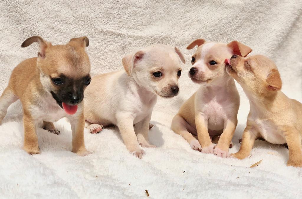Chihuahuas Toy 180 gr de 2 meses y 1.2 Kg de Adulto