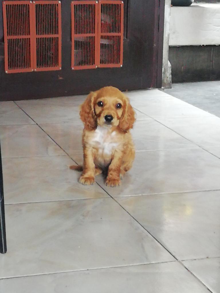 Cocker