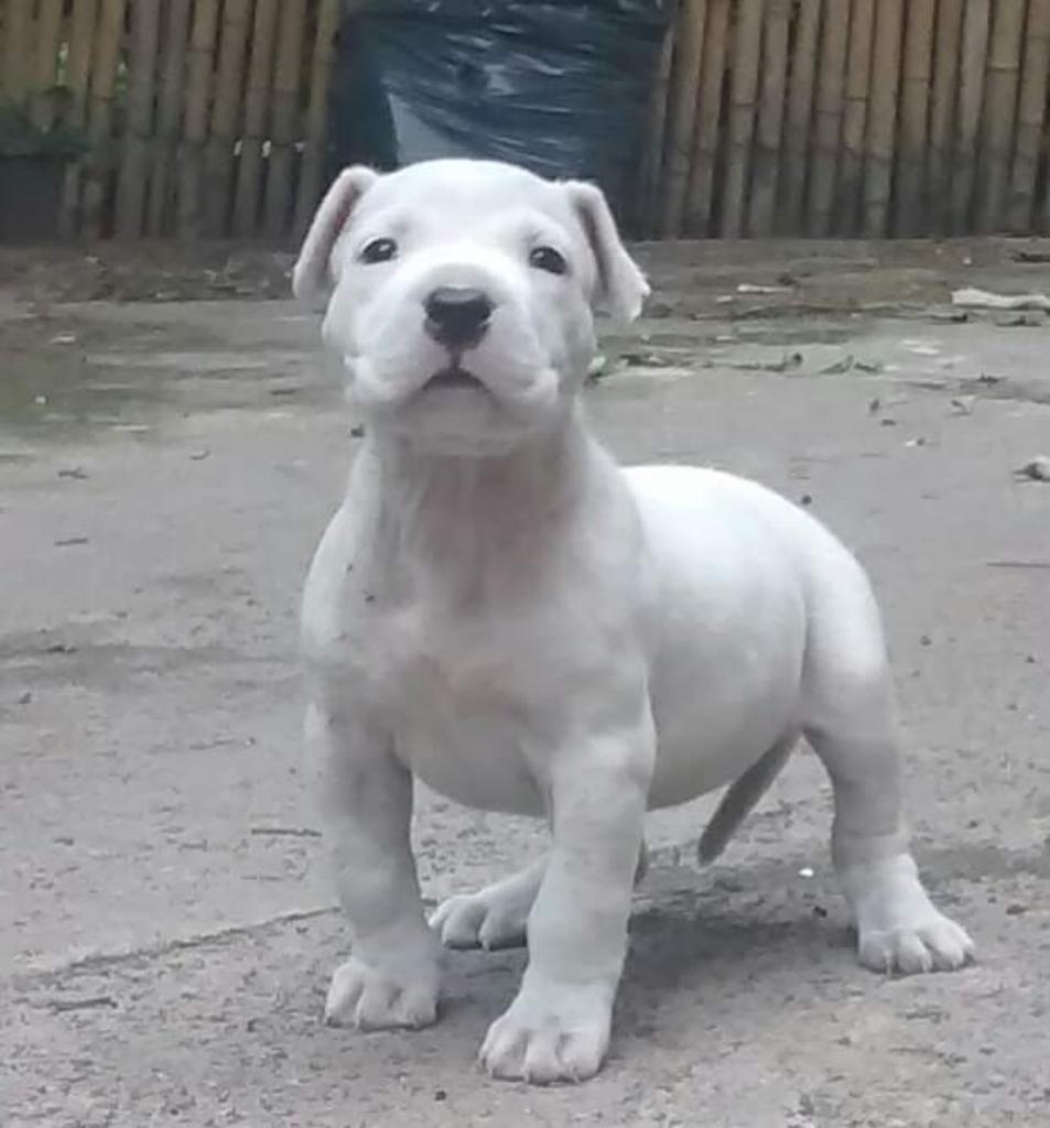 Dogo Argentino Cachorritos Disponibles