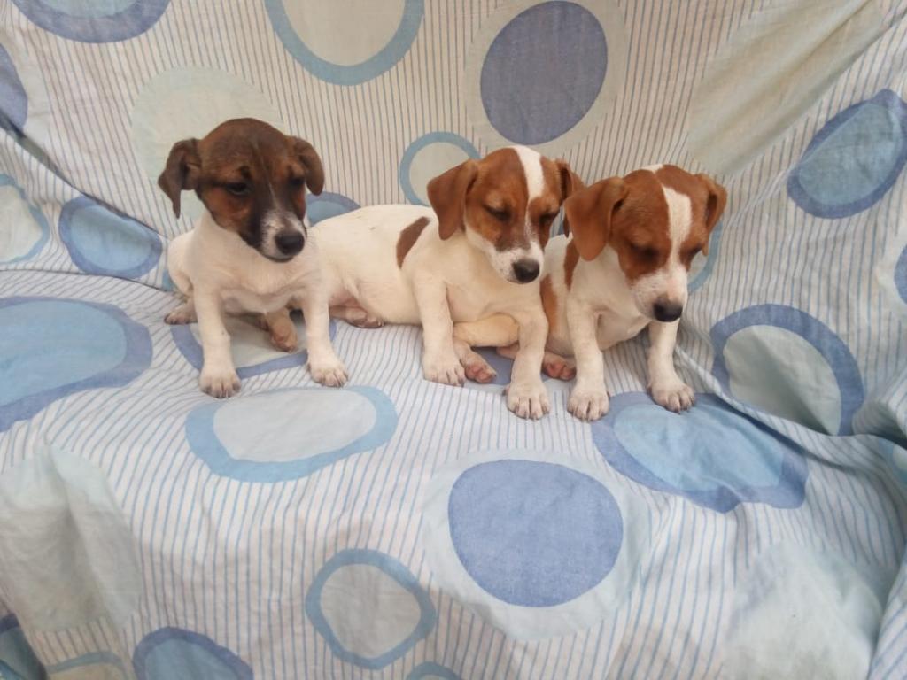 Ejemplares Cachorros Jack Russell