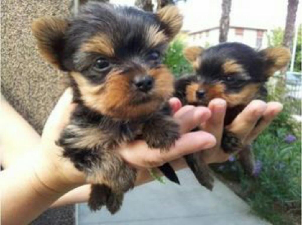 Finos Yorkshire Toy Terrier