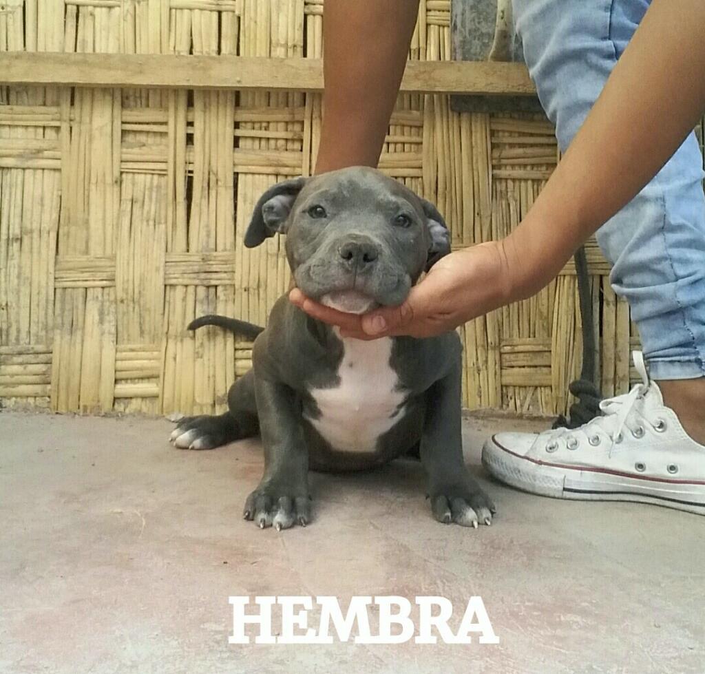 Fusion X Bully