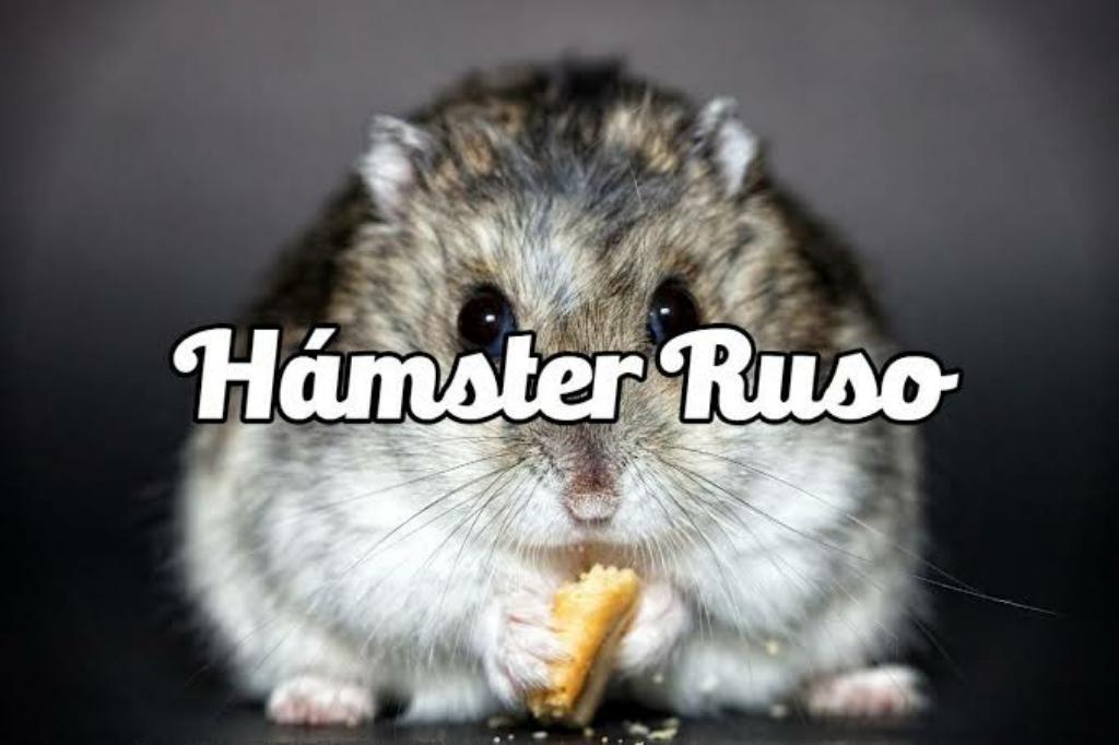 Hamsters Rusos Arequipa