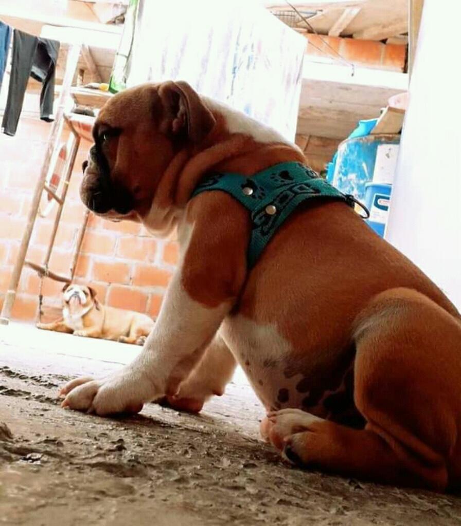 Hermoso Bulldog Macho