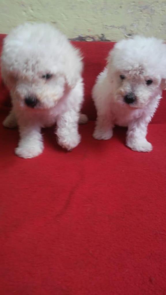 Hermosos Bichon Frise