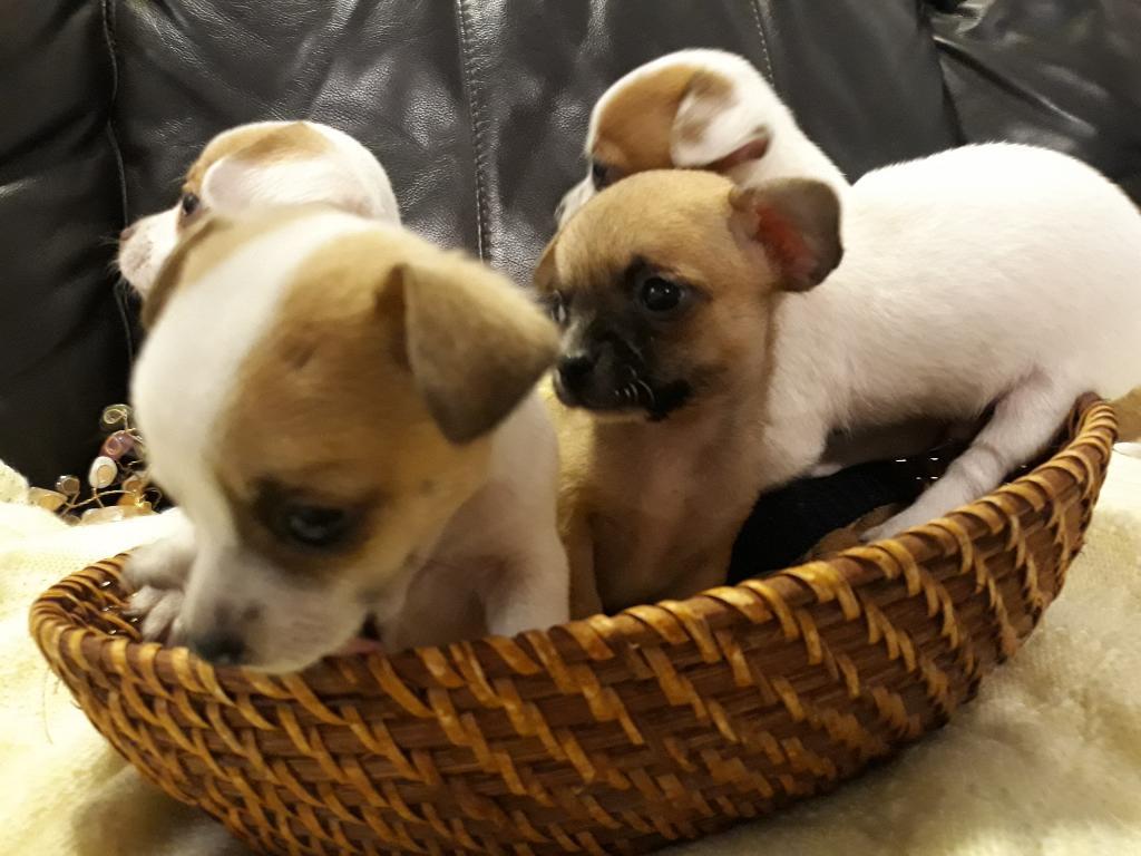 Hermosos Cachorros Chihuahuas Toy