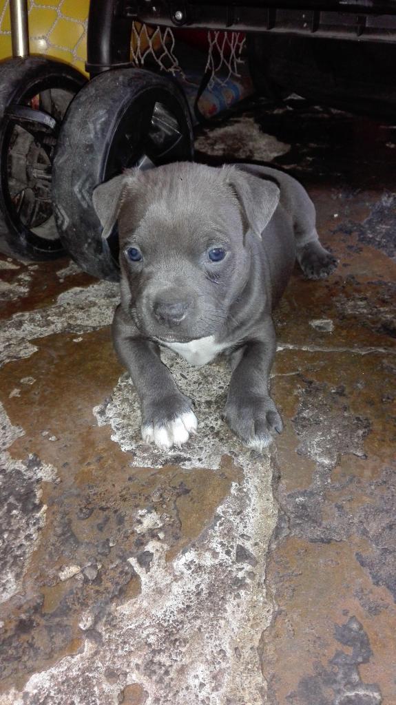 Hermosos cachorros american bully