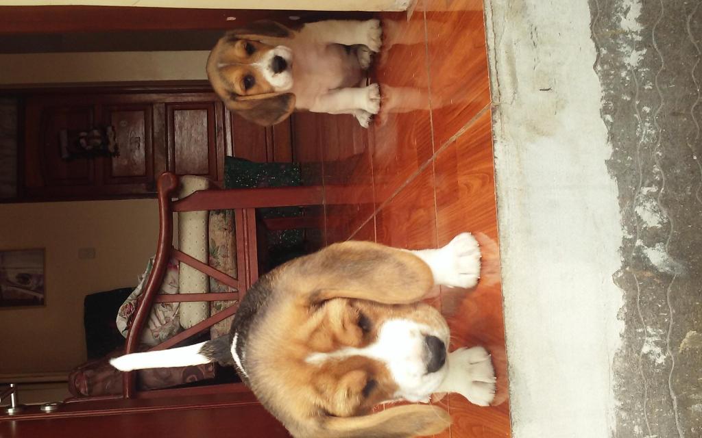 Hermosos cachorros beagle 650