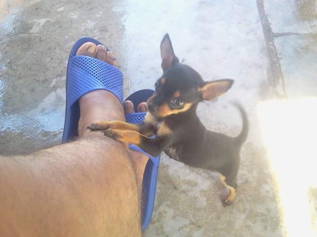 Lindo Chihuahua Machito Negrito