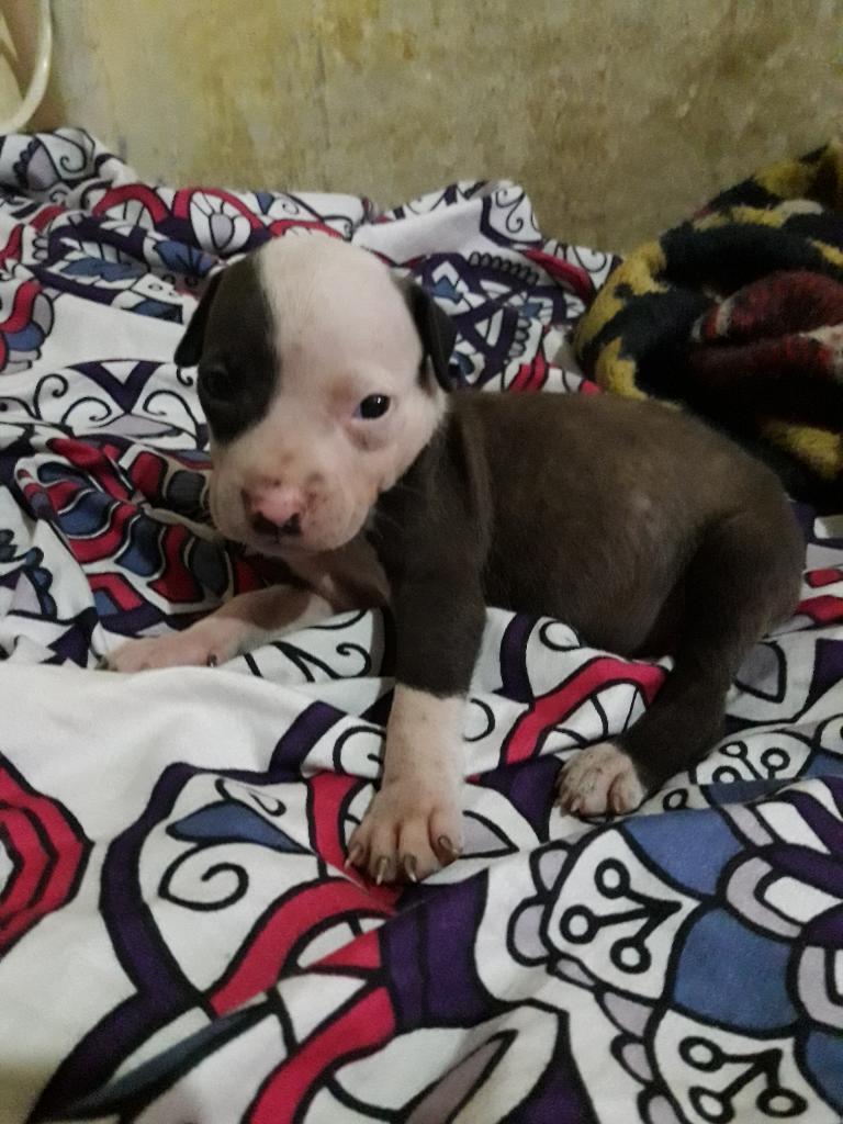 Lindos Cachorros