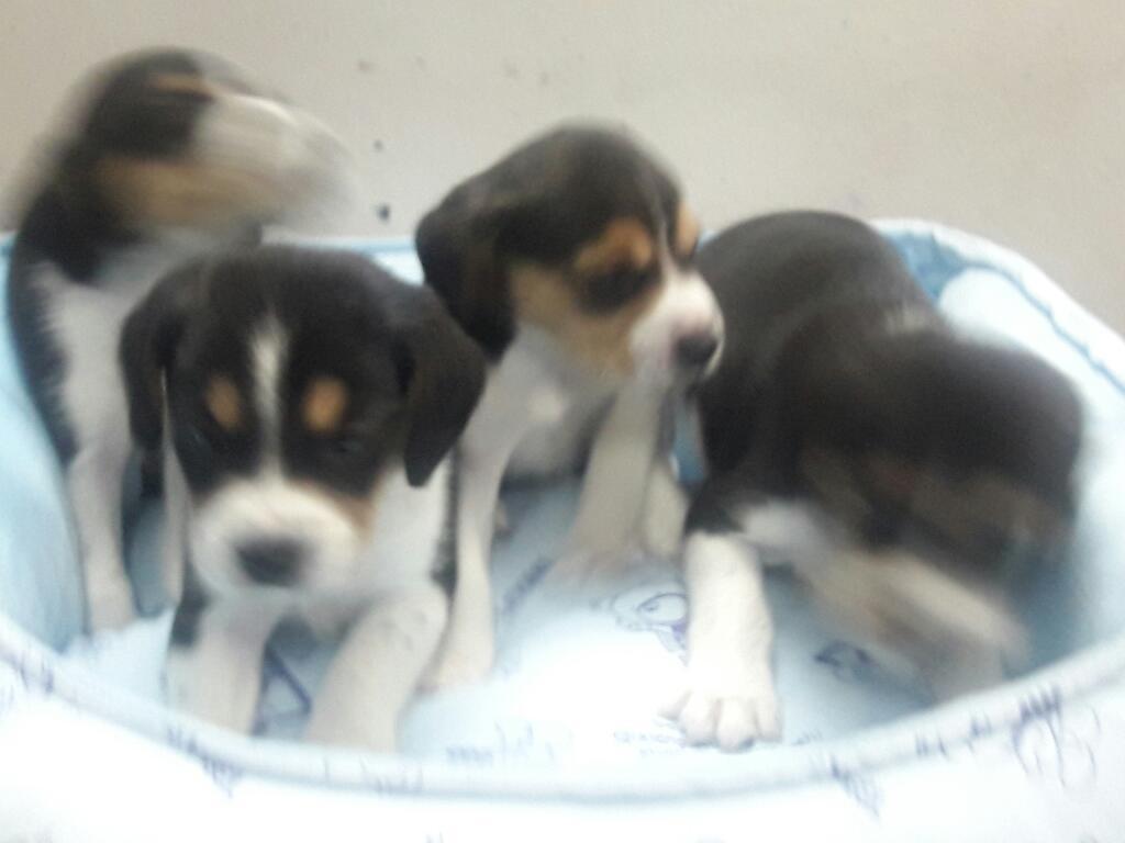 Preociosos Beagle Tricolor