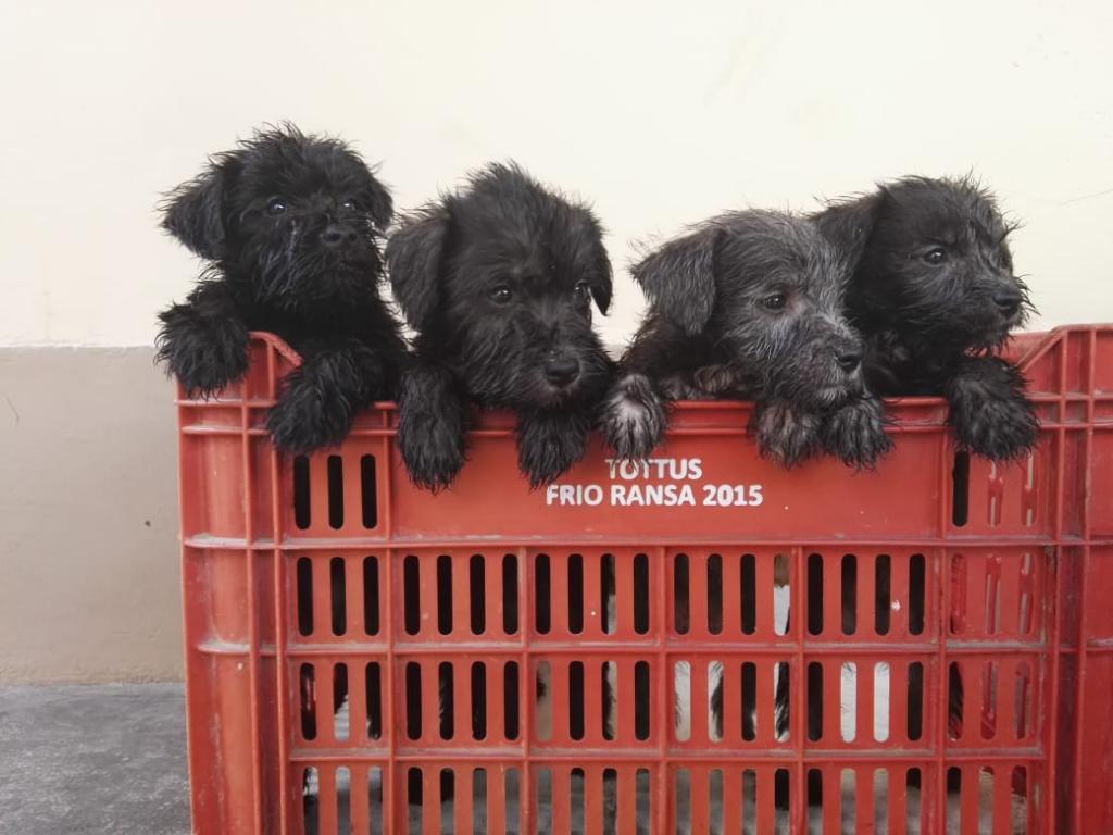 Schnauzer en Venta