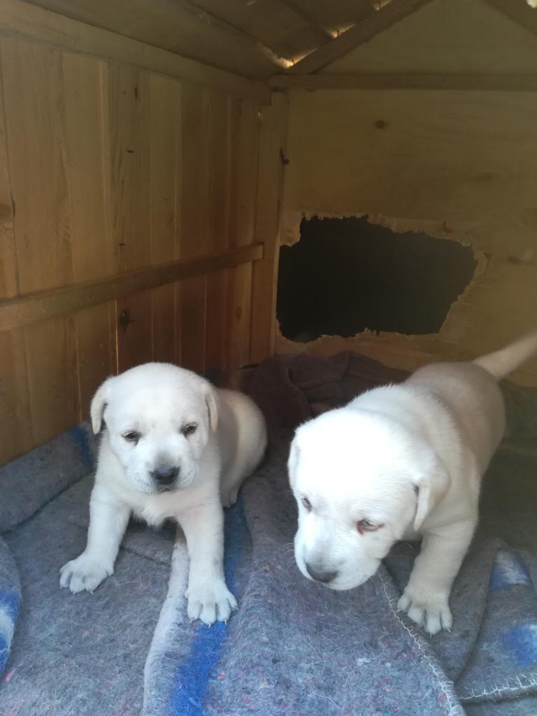 Se Vende Labradores