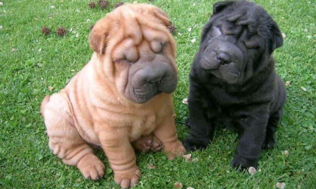 Se Venden Hermosos Cachorros Shar Pei