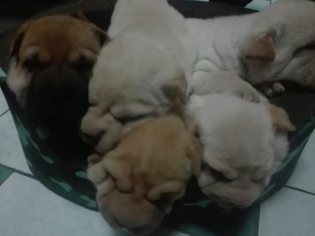Sharpei