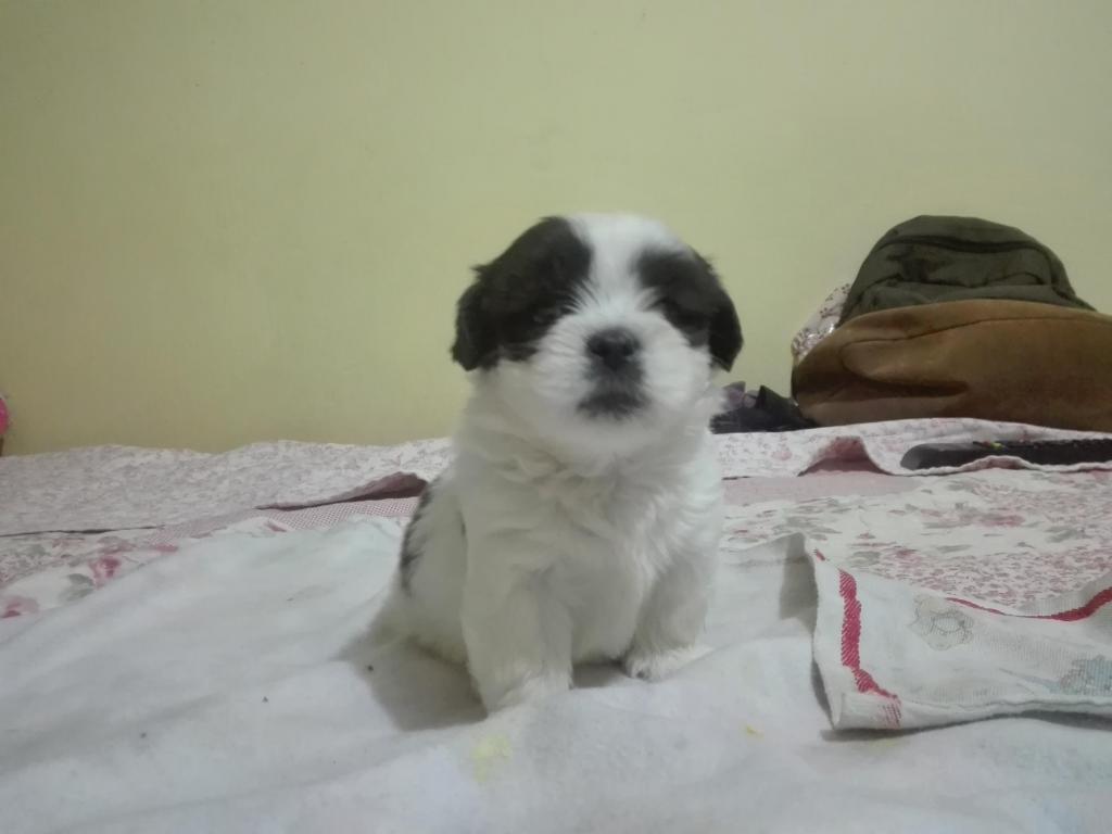 Shih Tzu