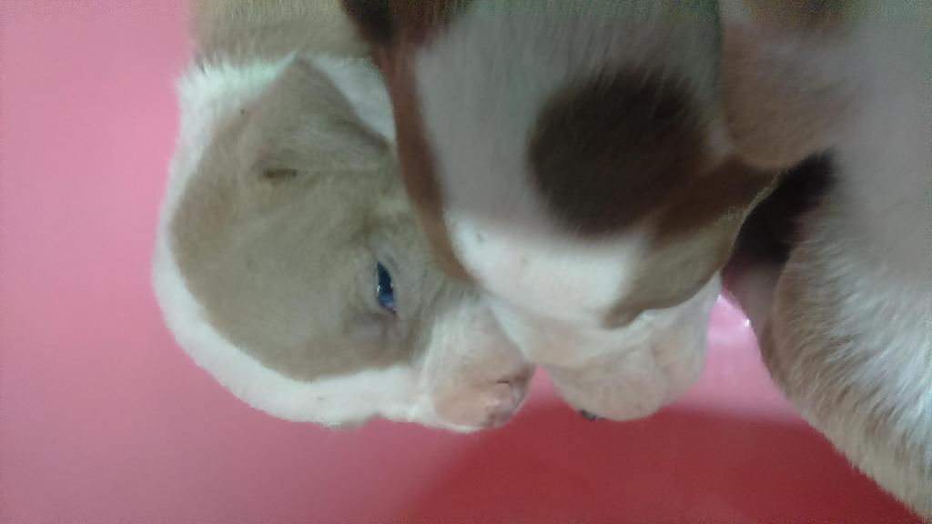 VENTAS DE CACHORROS PITBULL RED NOSE