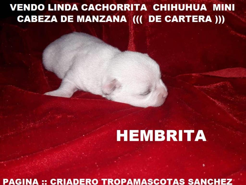 Vendo Bella Cachorrita Chihuahua Miniatura Cabeza De