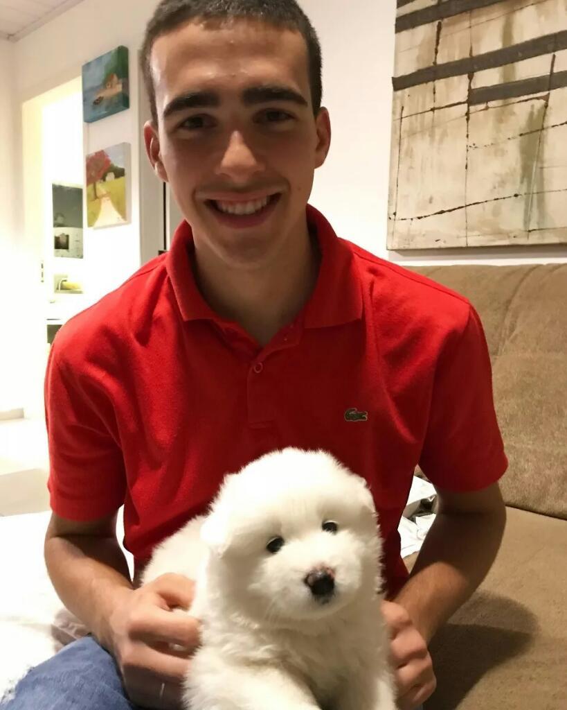 Vendo Mis Cachorros Samoyedo Vacunados