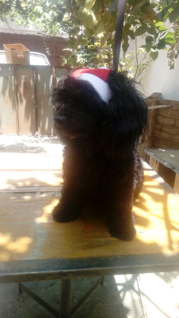 Vendo Poodle Negrito