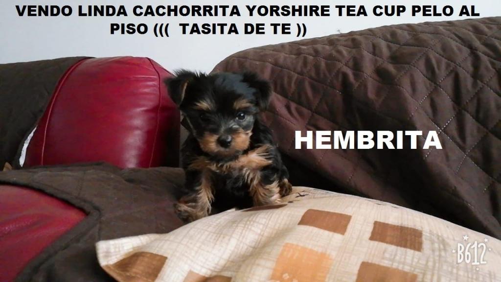 Vendo Preciosa Cachorrita Yorshire Tea Cup Pelo Al Piso