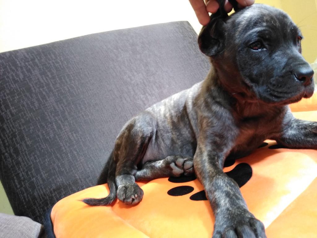 Vendo Presa Canario