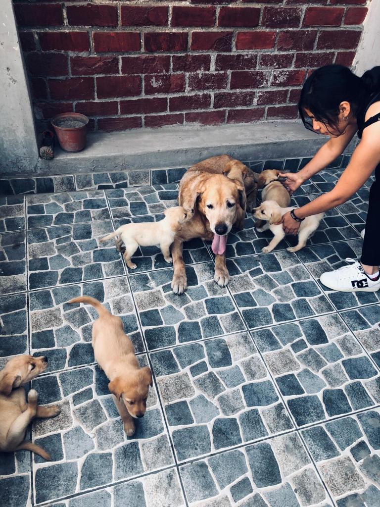 Vendo cachorros labradores golden retriever