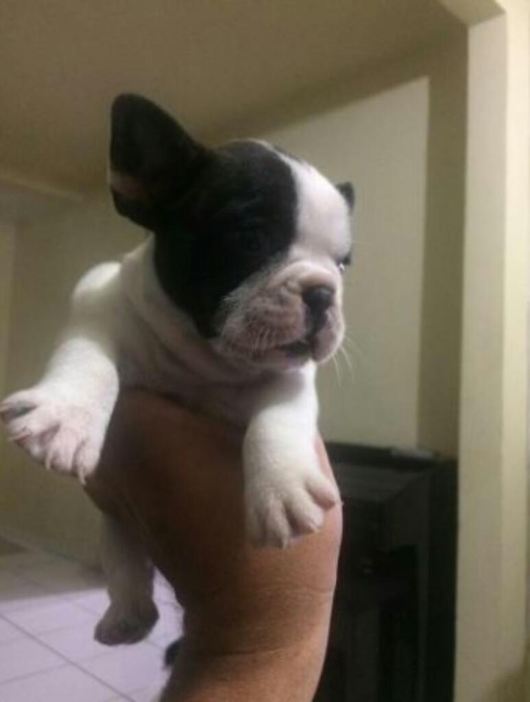 Venta Cachorros Bulldog Frances Vacunado