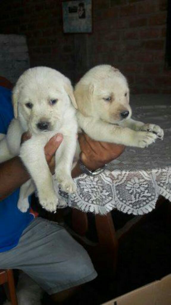 Venta de Cachorros Golden Retrievers