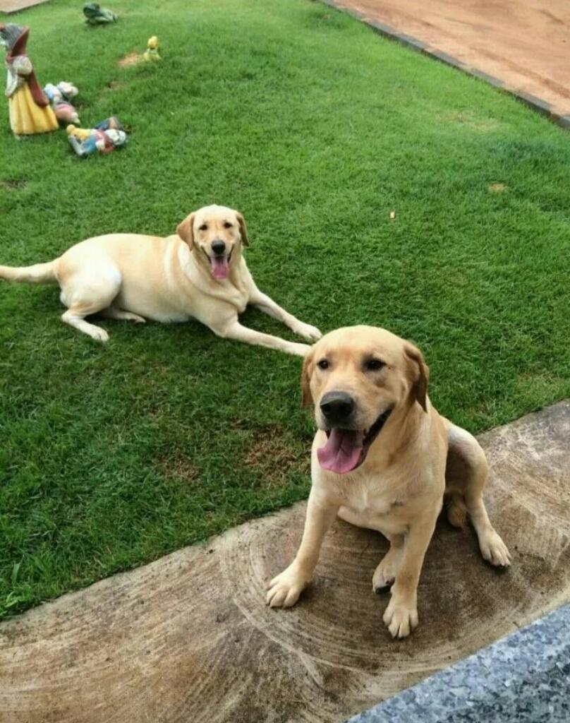 Venta de Cachorros Labrador Vacunados