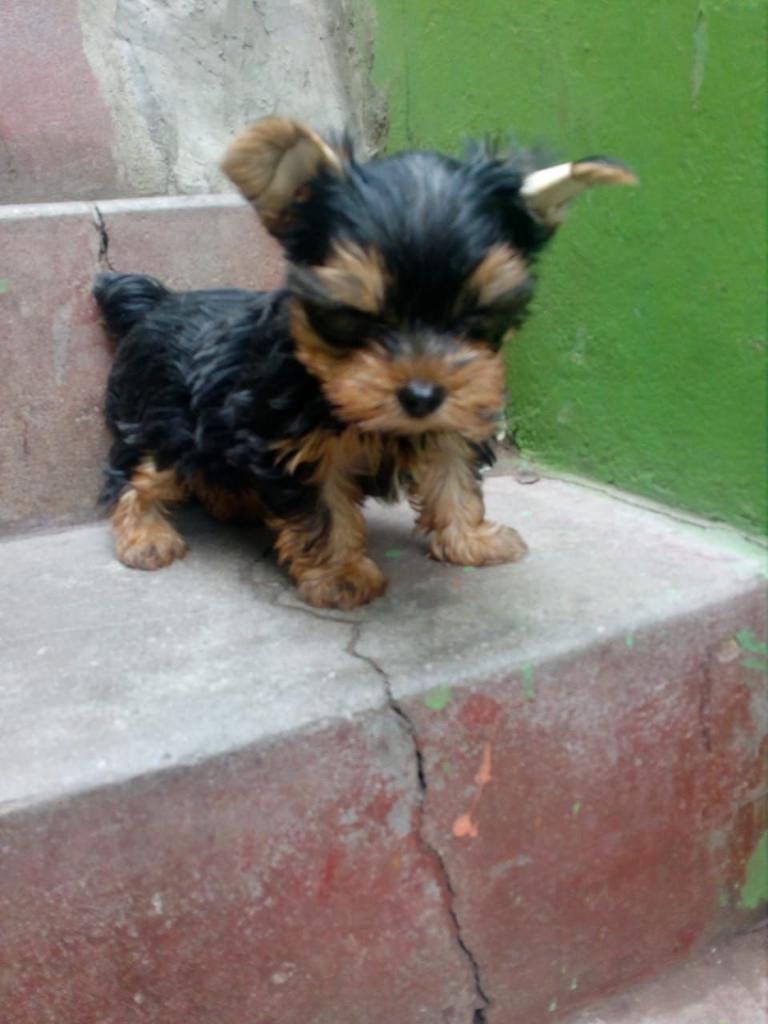 Yorkshire Terrier